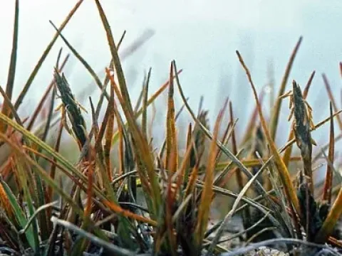 H2-sedge