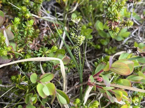 Carex stylosa