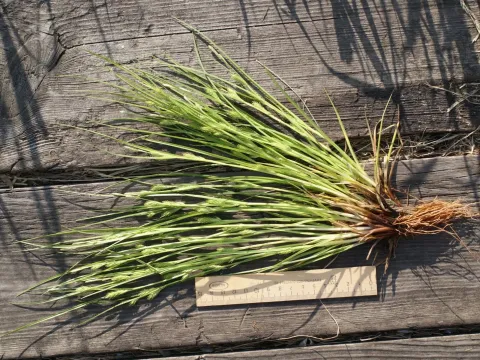 Rye sedge