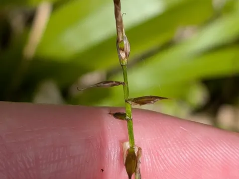 Carex peregrina
