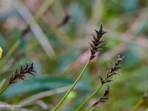 Parallel sedge