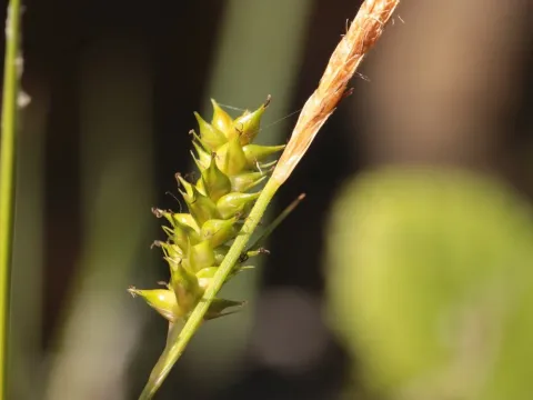 Dotted sedge