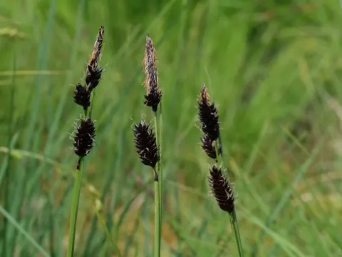 Rocky sedge