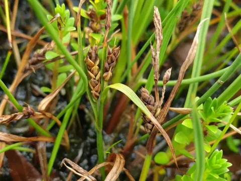 Saltmarsh sedge