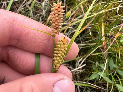 Round sedge