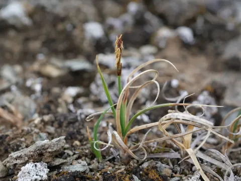 Rock sedge