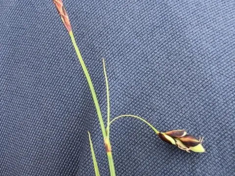 Rare-flowered sedge