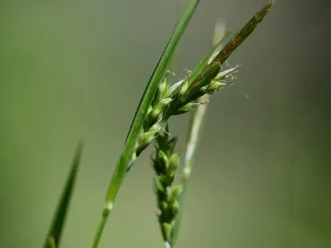 Olbia sedge