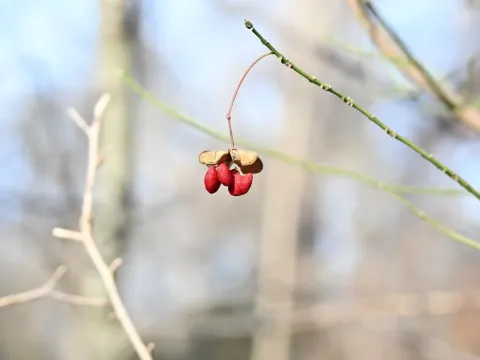 Бересклет