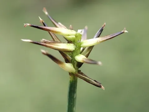 Small-bristle sedge