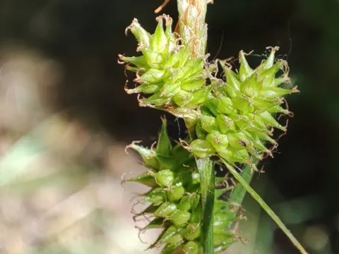 Maire's sedge