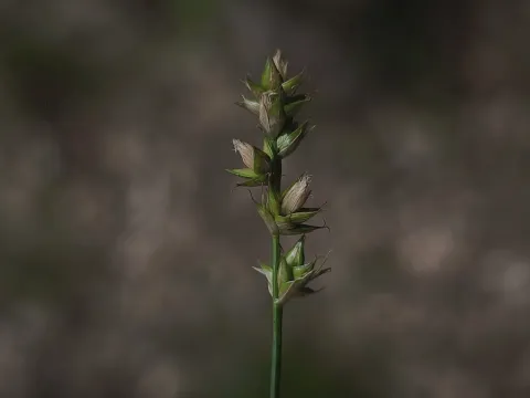 Pairae's Sedge