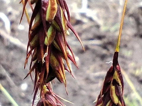 Magellanic sedge