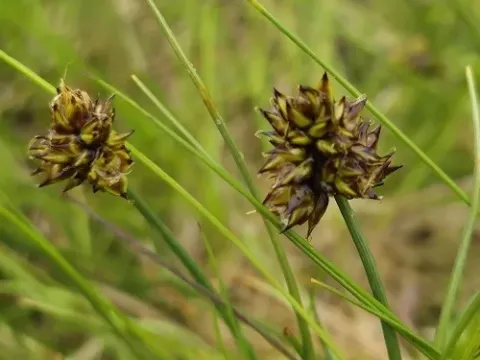 Curved sedge