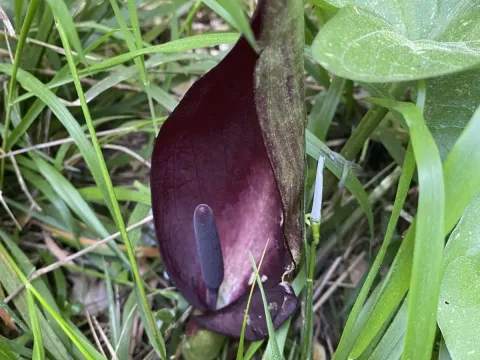 Arum elongatum