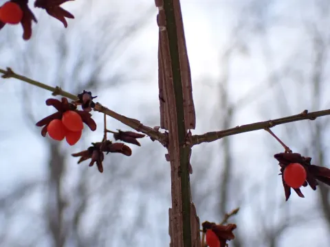 Winged spindle