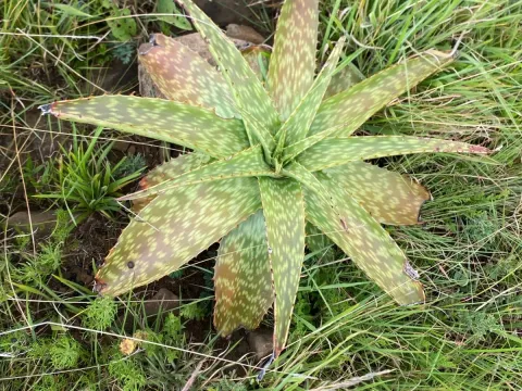 Soap aloe