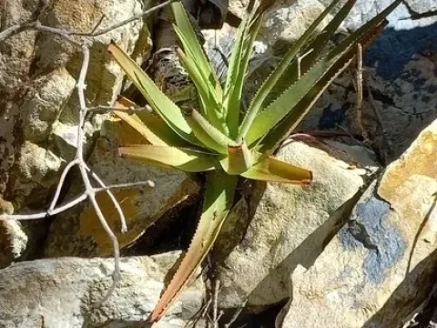 Socotrine aloe