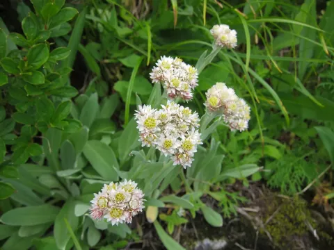 Anaphalis alpicola
