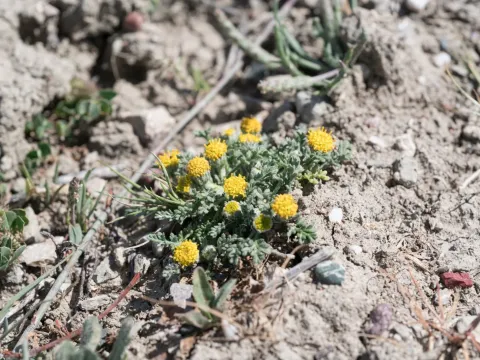 Anthemis rigida
