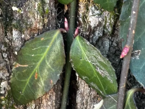 Spreading Euonymus