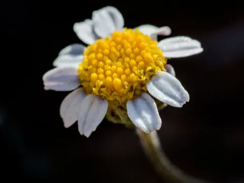 Anthemis glaberrima