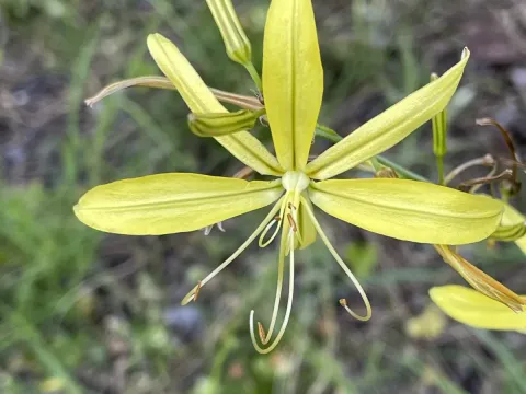 Asphodeline liburnica