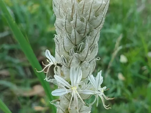Asphodeline taurica