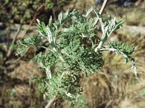 African wormwood