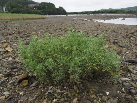 Fukudo wormwood