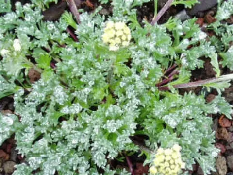 Clustered wormwood