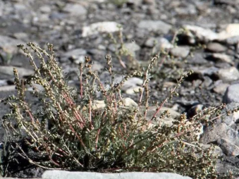 Snow wormwood