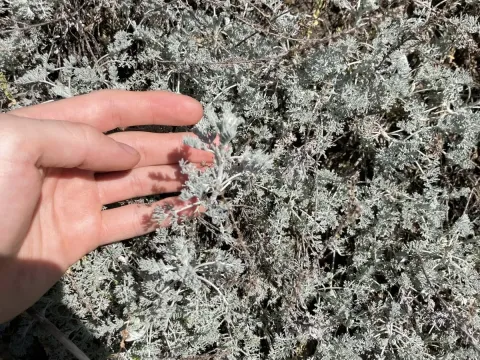 Vallis wormwood