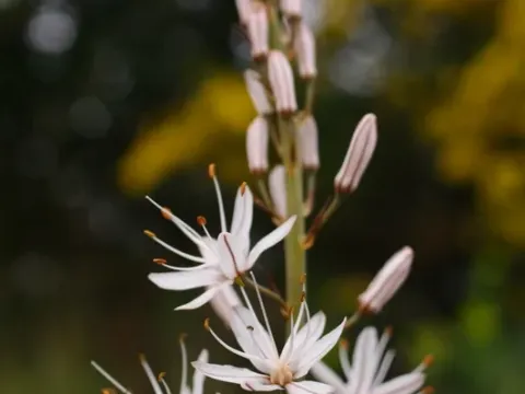 Summer Asphodel