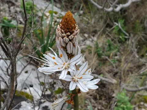 Asphodel