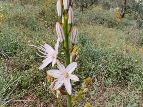 Lusitanian Asphodel