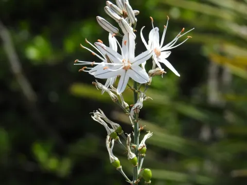 Asphodelus serotinus