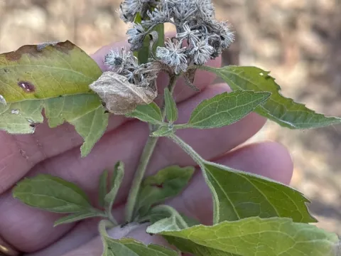 Hemp-agrimony