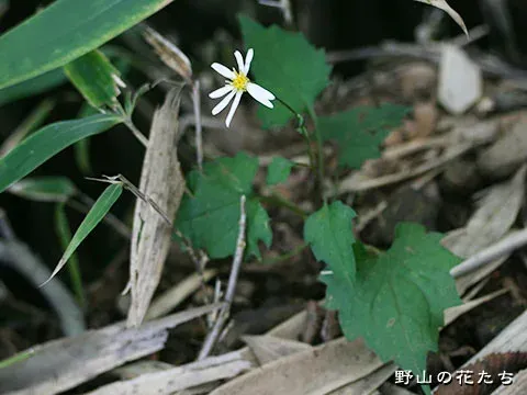 Aster dimorphophyllus