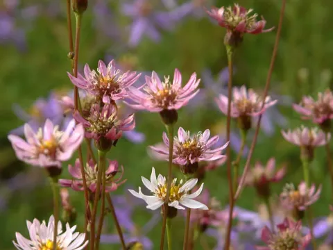 Rugose aster