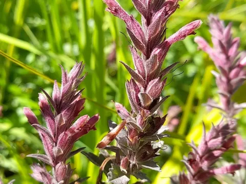 Nothobartsia