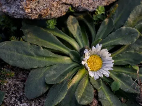 Bellis pappulosa