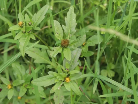 Hairy beggarticks