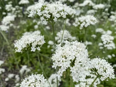 Valeriana phu