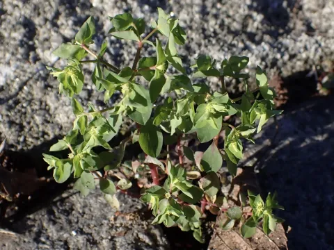 Spurge