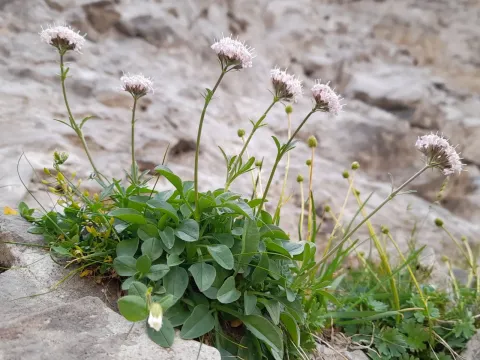 Valeriana globulariifolia