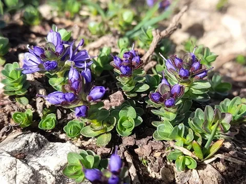 Veronica nummularia