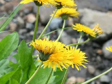 Alpine dandelion