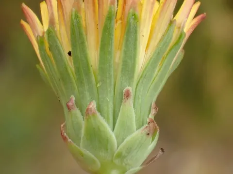 Oblique dandelion