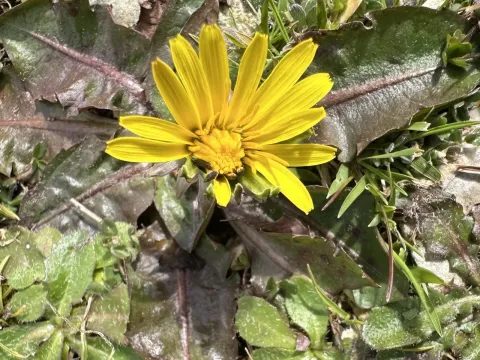 Taraxacum obovatum